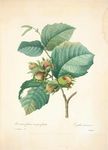 花类图鉴 植物手绘