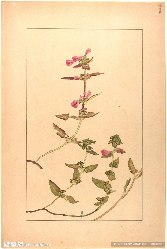 花类图鉴 植物手绘