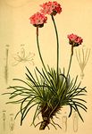 花类图鉴 植物手绘