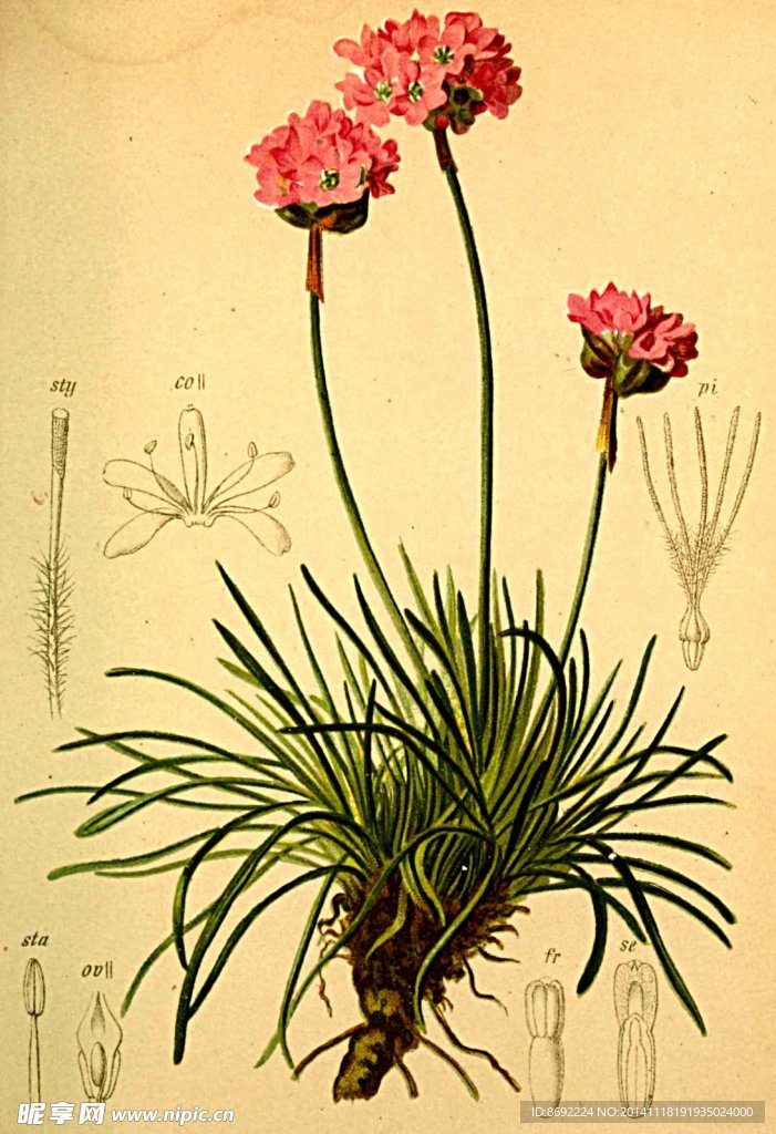 花类图鉴 植物手绘