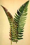 花类图鉴 植物手绘