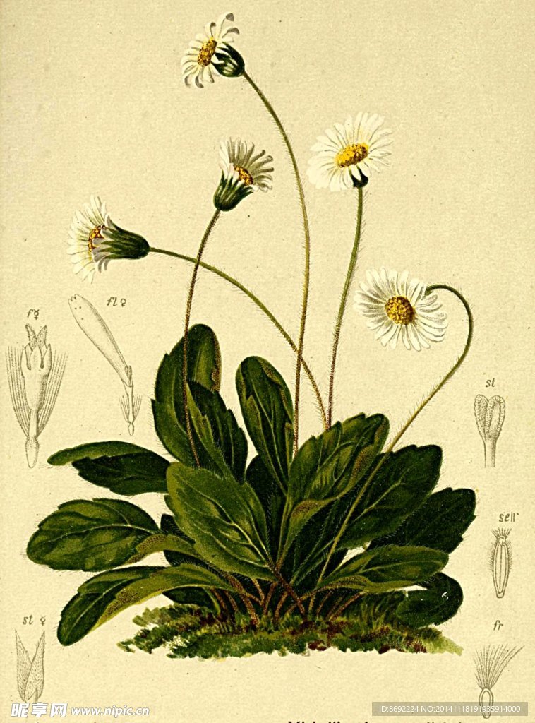 花类图鉴 植物手绘