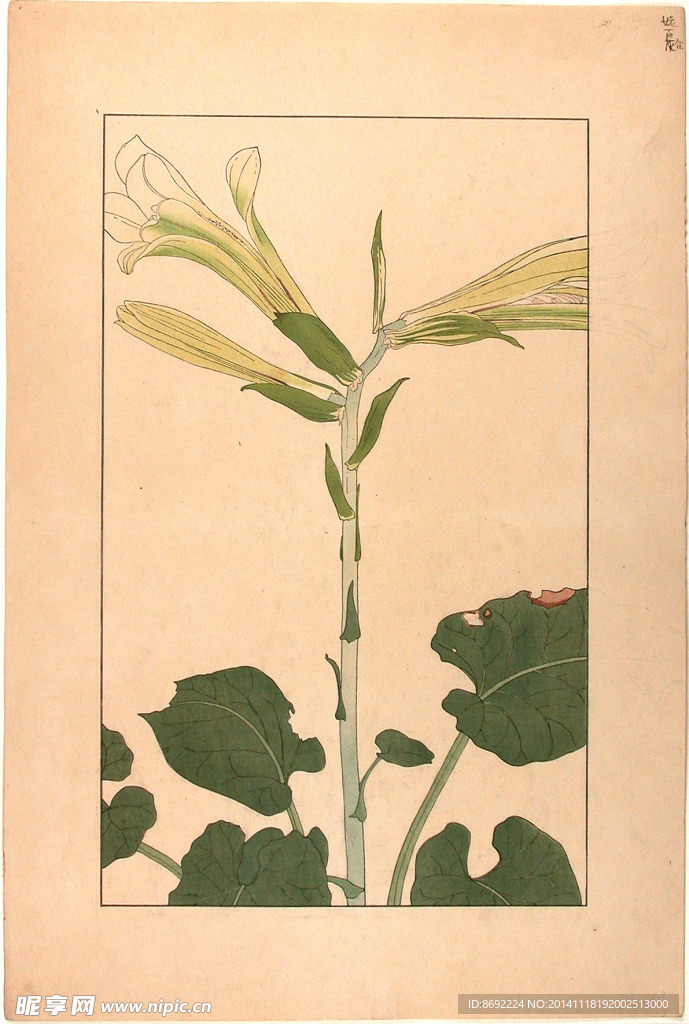 花类图鉴 植物手绘