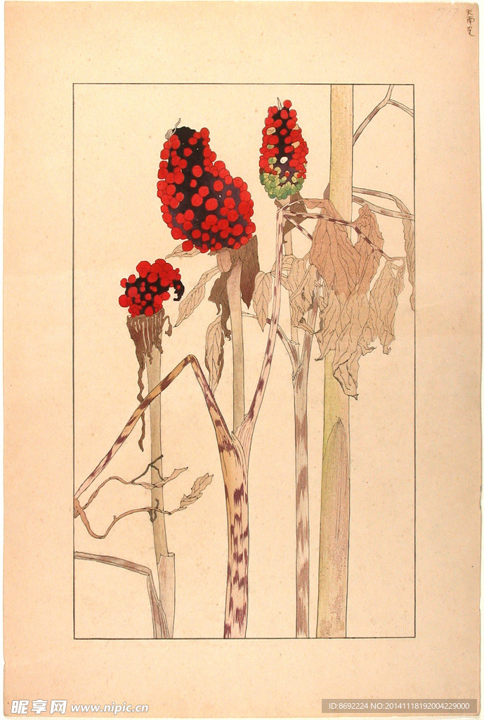 花类图鉴 植物手绘