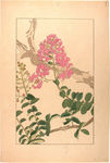 花类图鉴 植物手绘