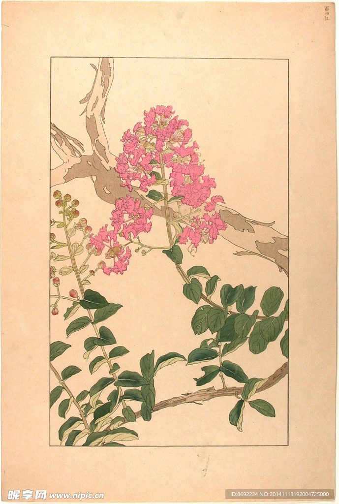 花类图鉴 植物手绘