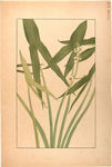 花类图鉴 植物手绘