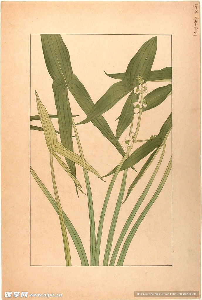 花类图鉴 植物手绘