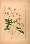 花类图鉴 植物手绘