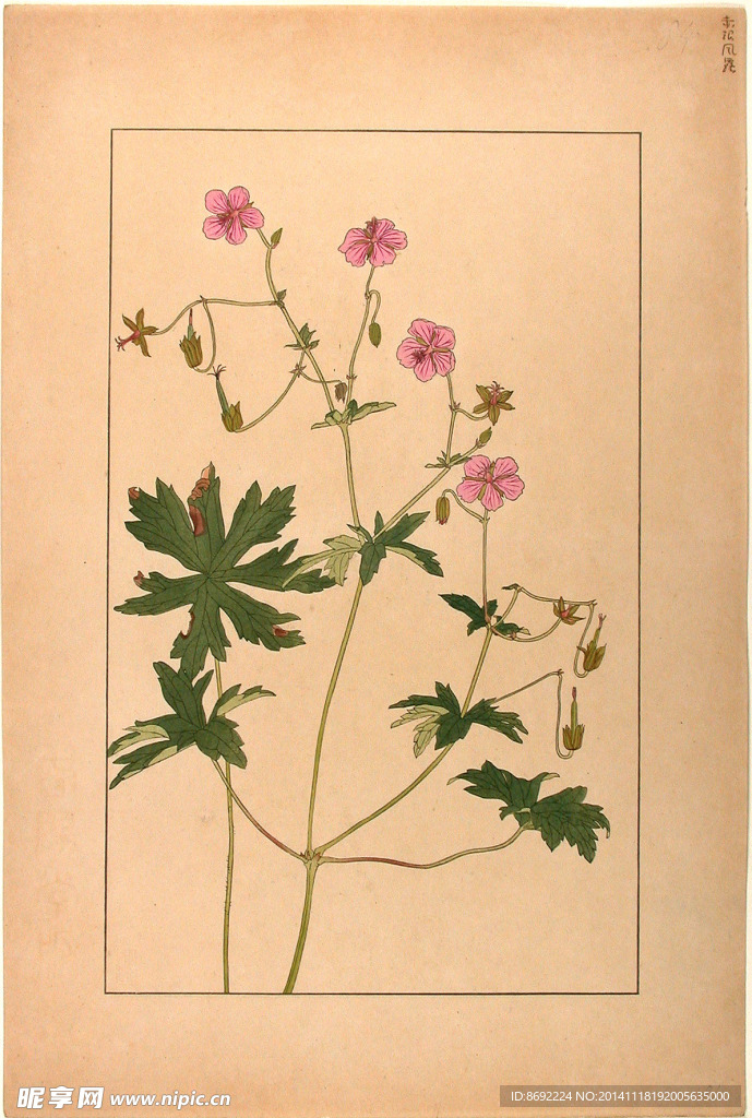 花类图鉴 植物手绘