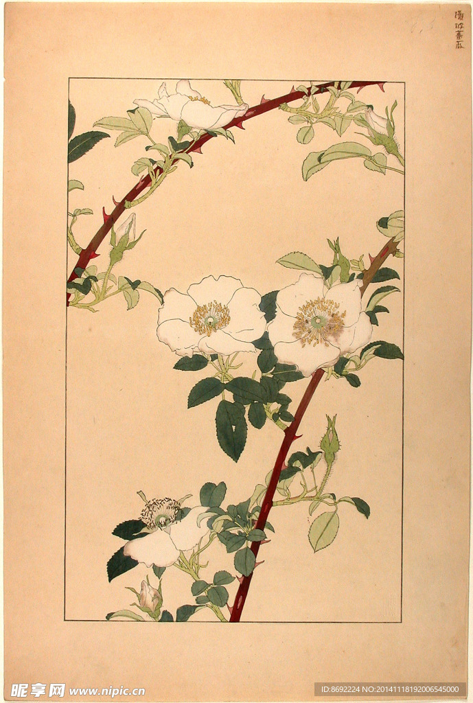 花类图鉴 植物手绘