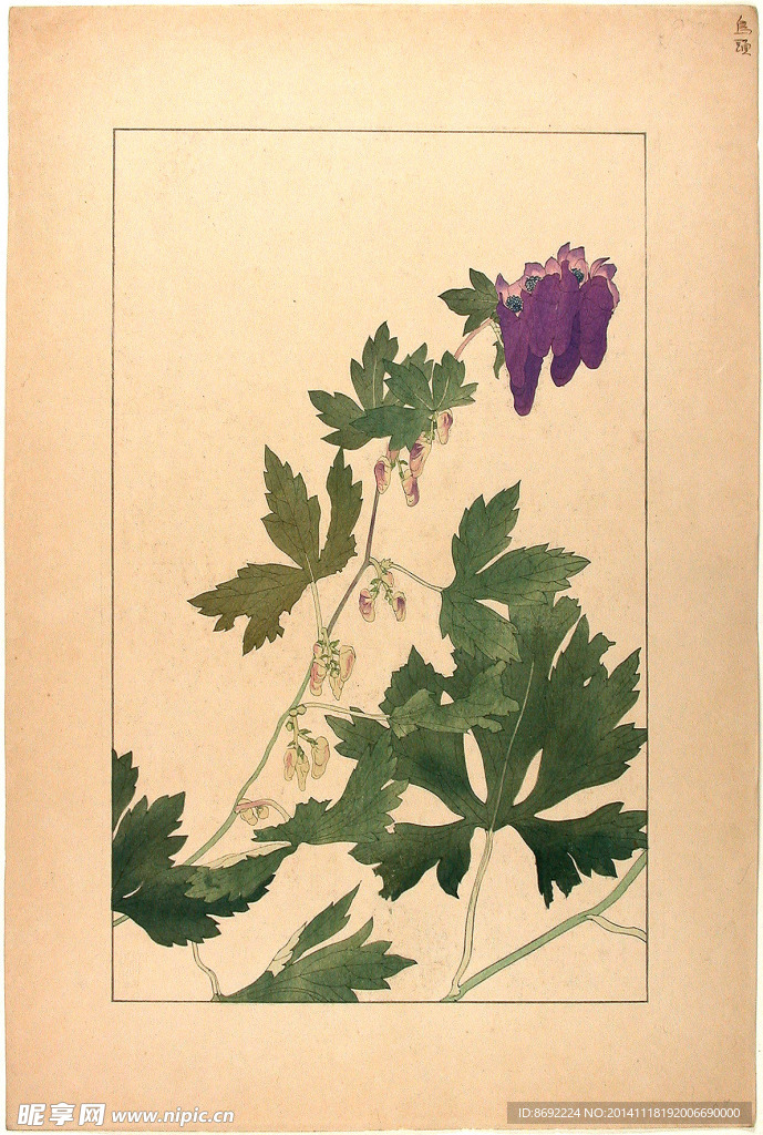 花类图鉴 植物手绘