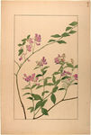 花类图鉴 植物手绘