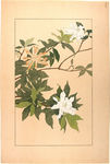 花类图鉴 植物手绘