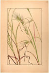 花类图鉴 植物手绘