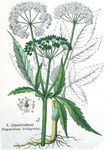 花类图鉴 植物手绘