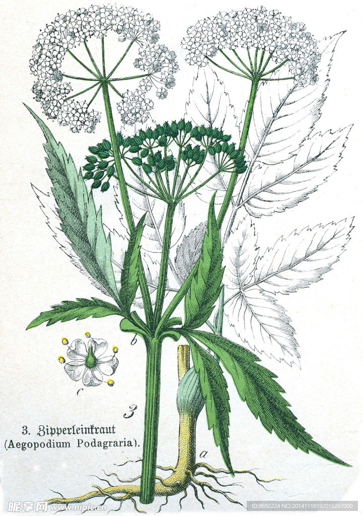 花类图鉴 植物手绘