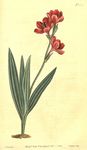 花类图鉴 植物手绘