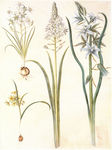 花类图鉴 植物手绘