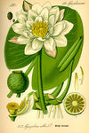 花类图鉴 植物手绘
