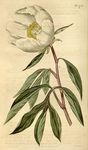 花类图鉴 植物手绘