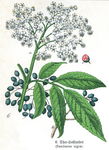 花类图鉴 植物手绘