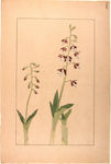 花类图鉴 植物手绘