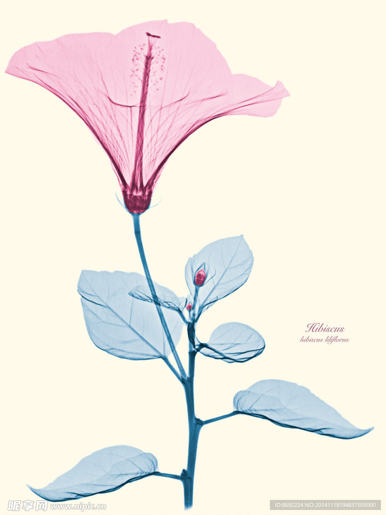 花类图鉴 植物手绘