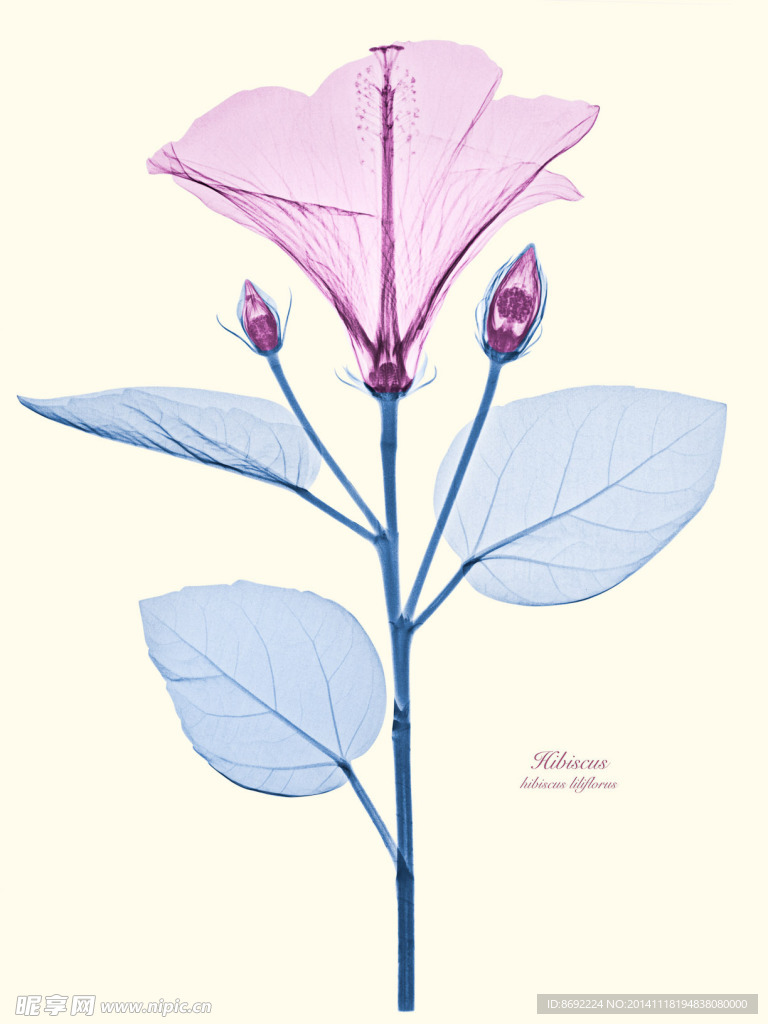 花类图鉴 植物手绘