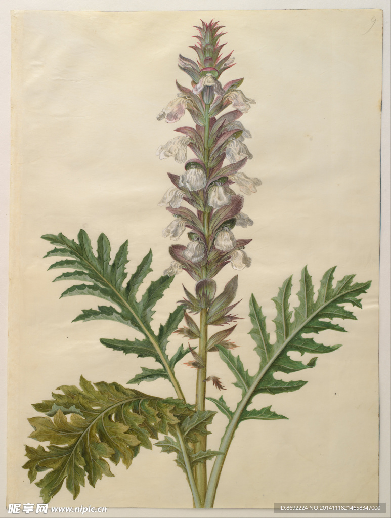 花类图鉴 植物 花