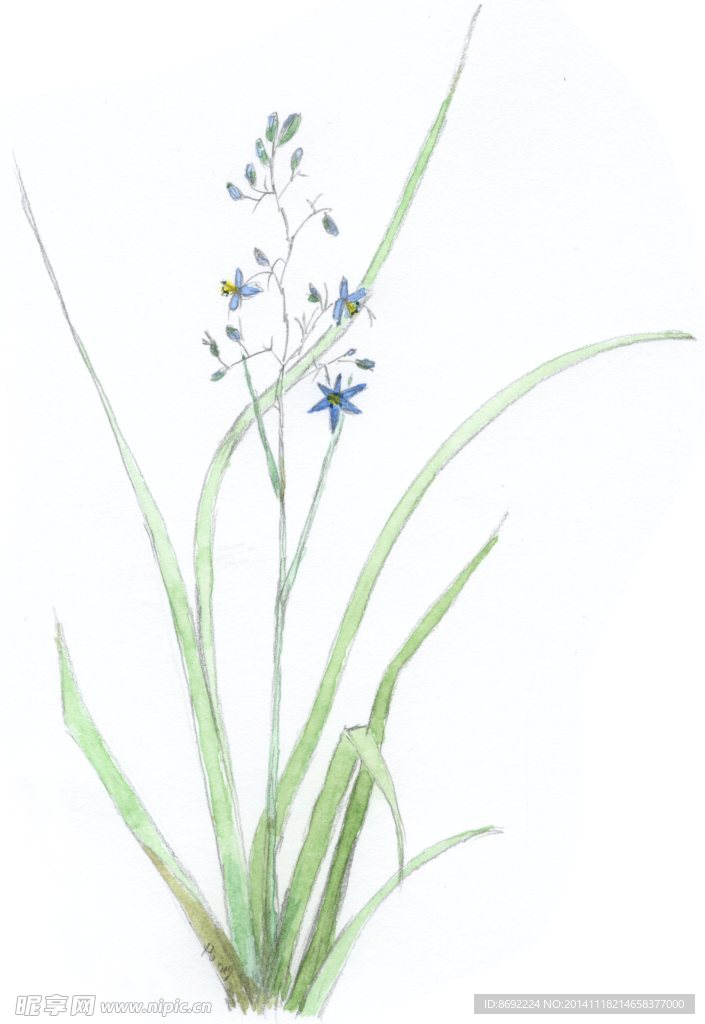 花类图鉴 植物 花