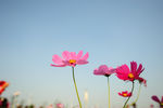 格桑花