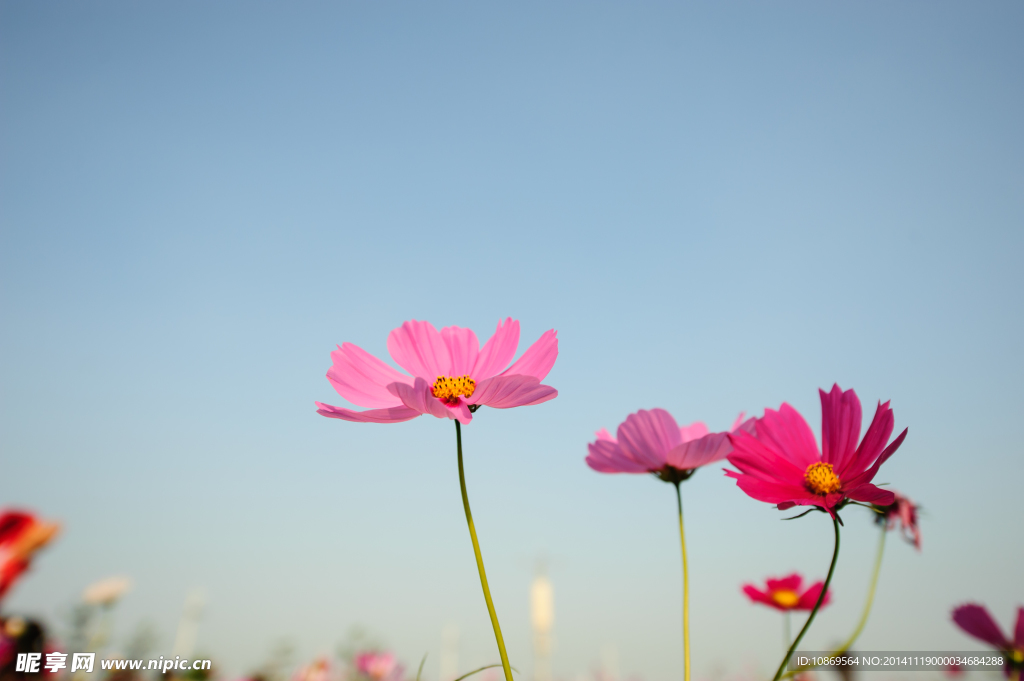 格桑花