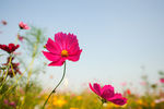 格桑花