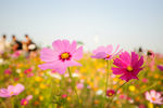 格桑花