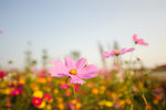 格桑花