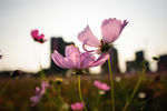 格桑花