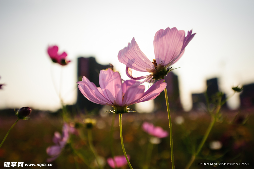 格桑花
