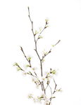 花枝