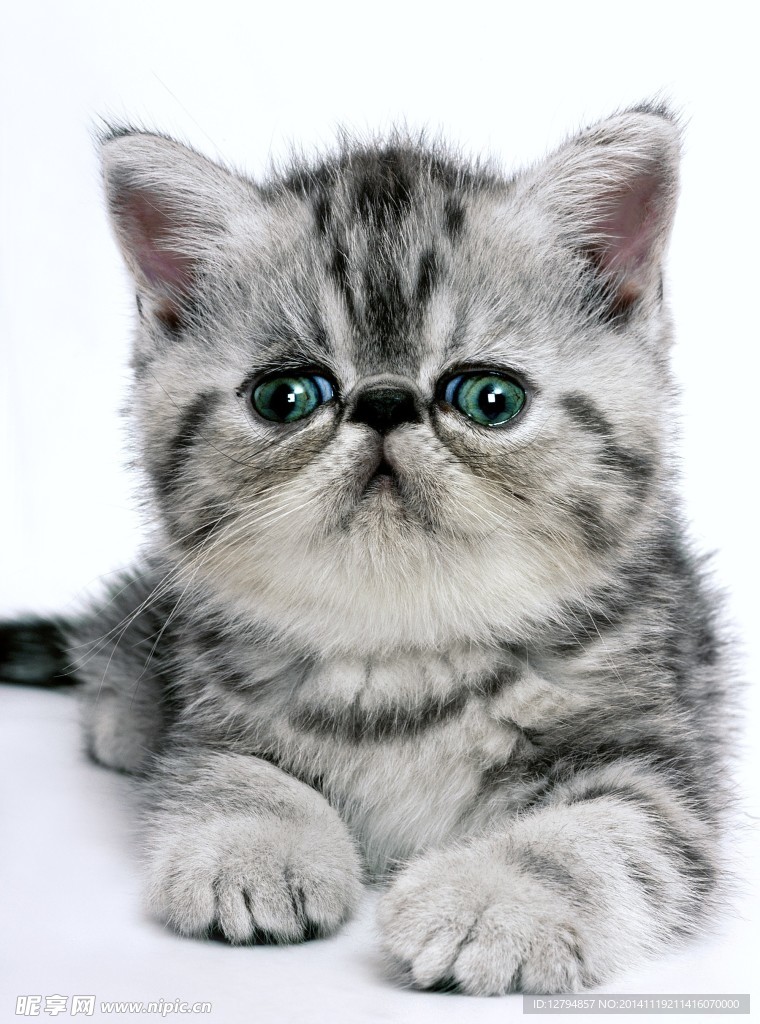 小猫