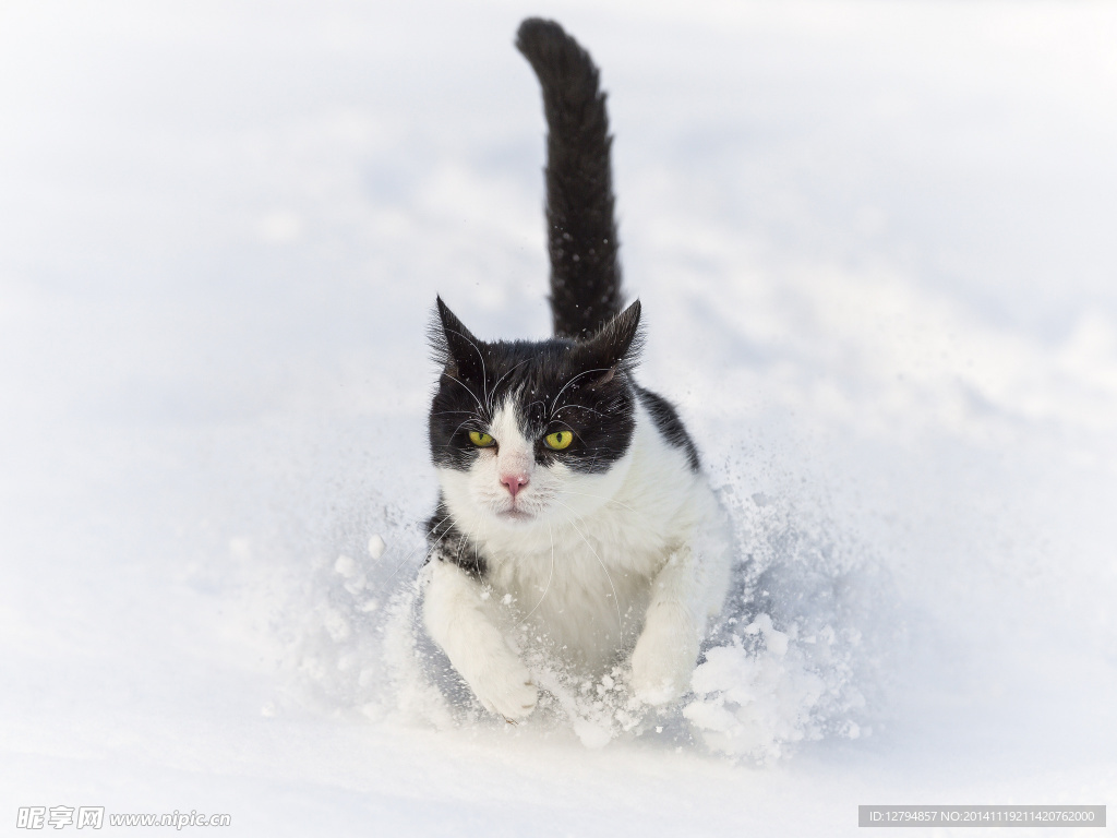 猫
