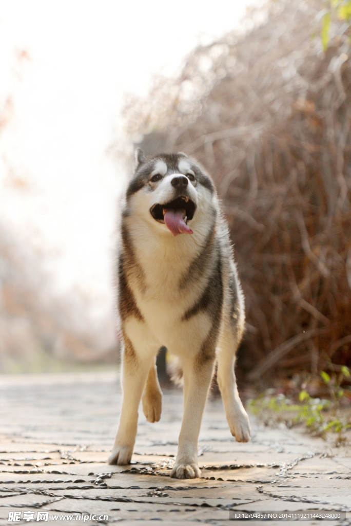 狗