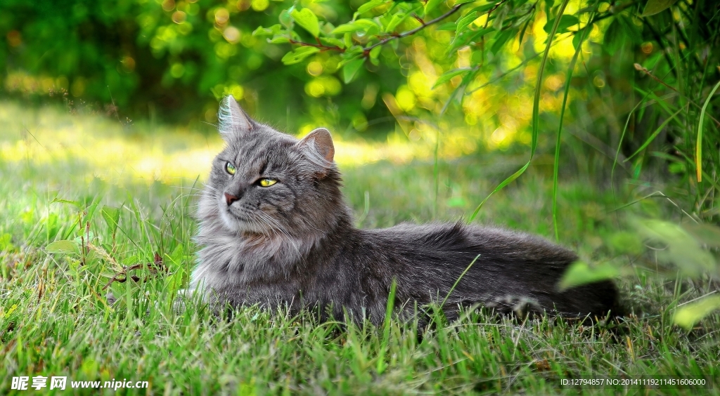 猫
