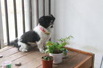 小狗