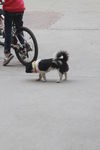 小狗