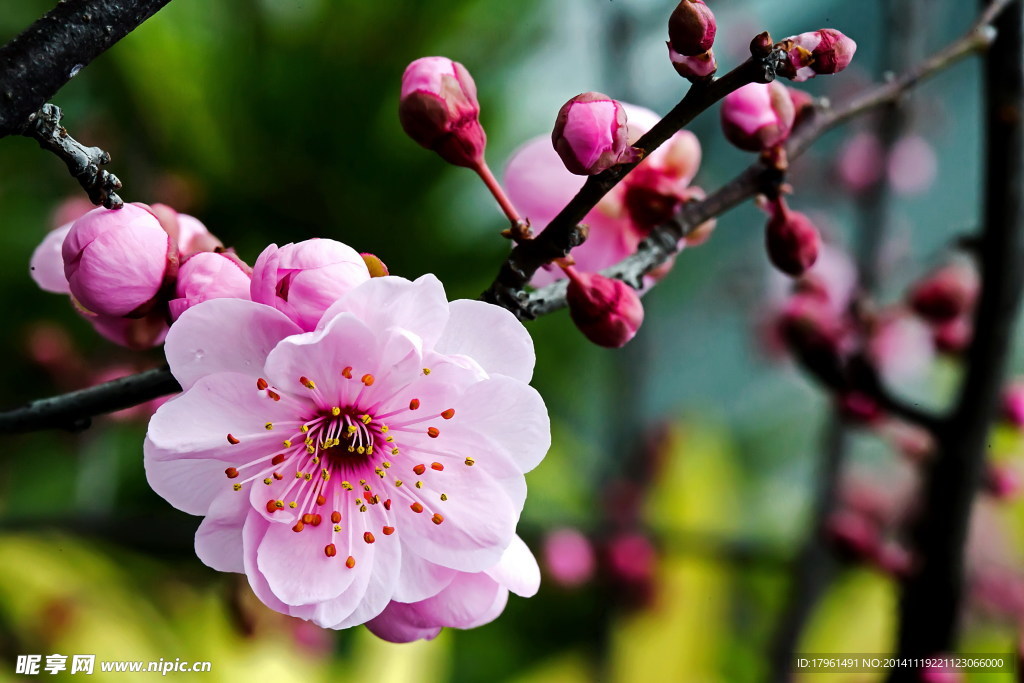 奥林匹克公园梅花