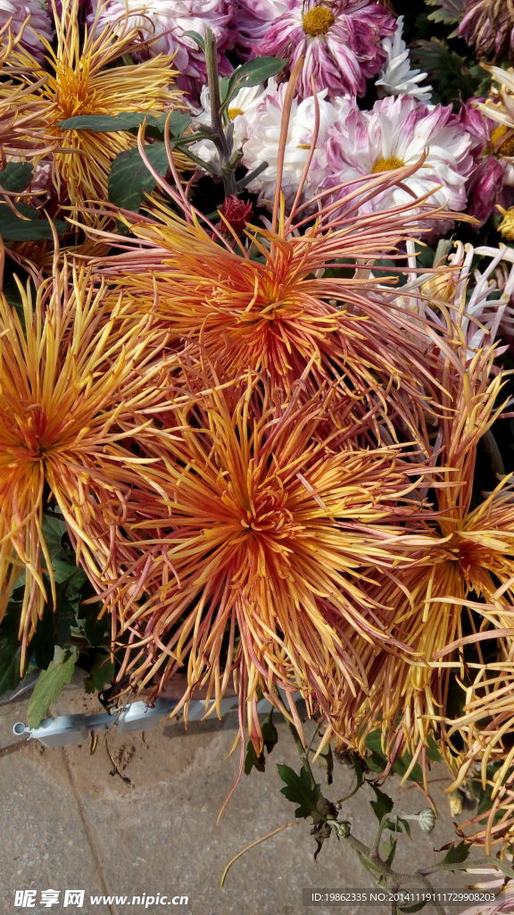 菊花