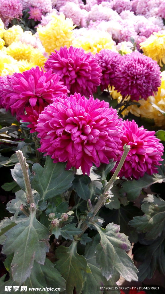 菊花