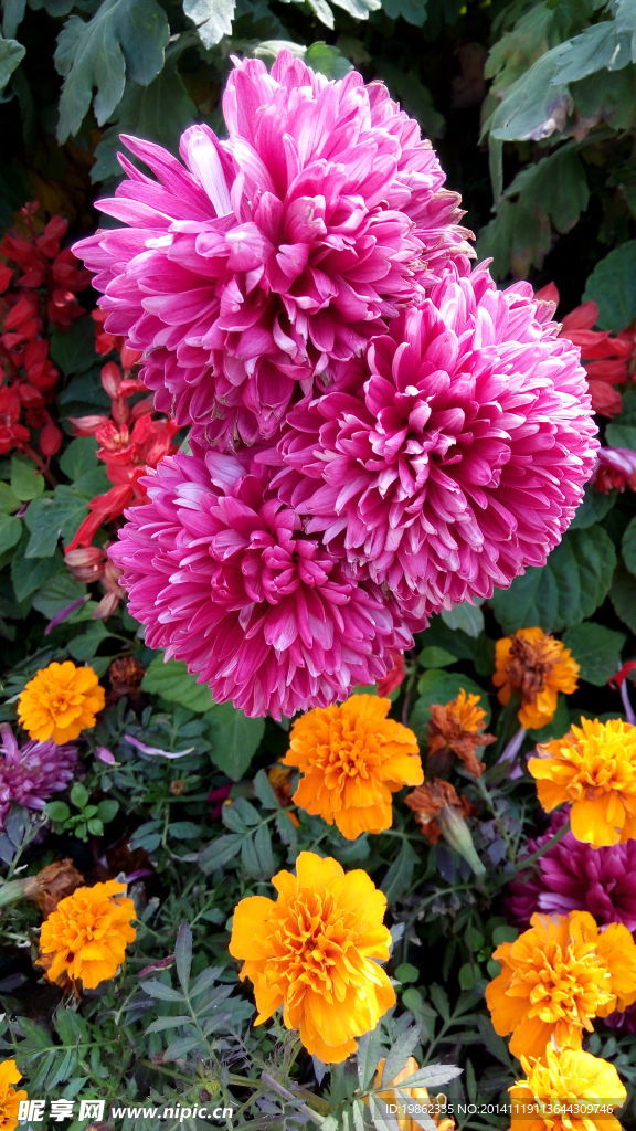 菊花