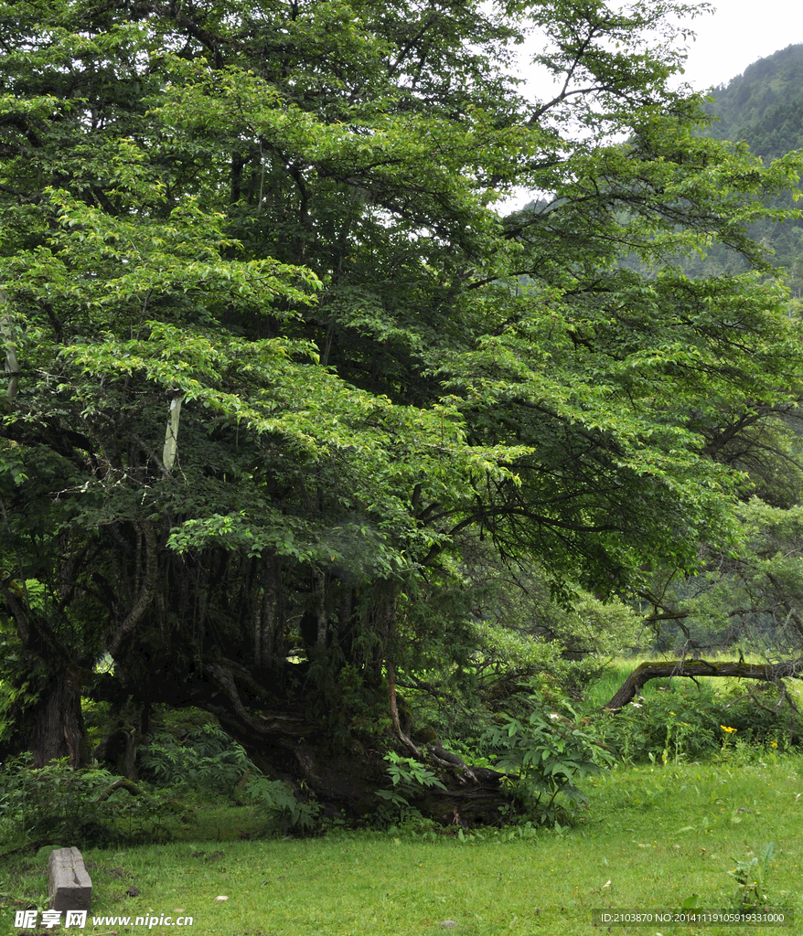 青山老树